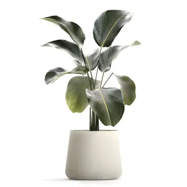 Exotic bush calathea lutea in a pot strelitzia plants